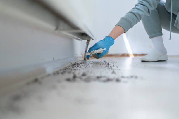 Best Local Pest Control Services  in Maria Stein, OH