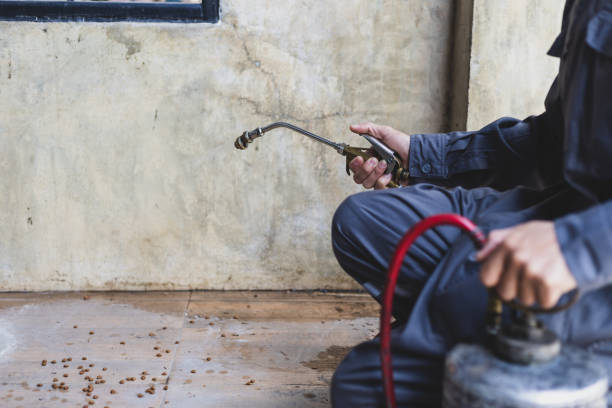 Best Wasp Removal Services  in Maria Stein, OH